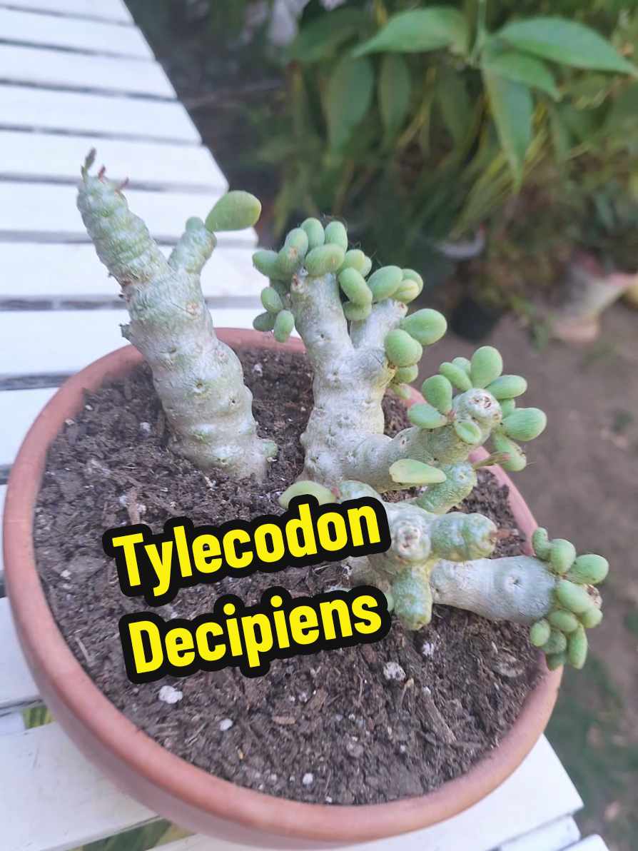 @Succulent_ninja