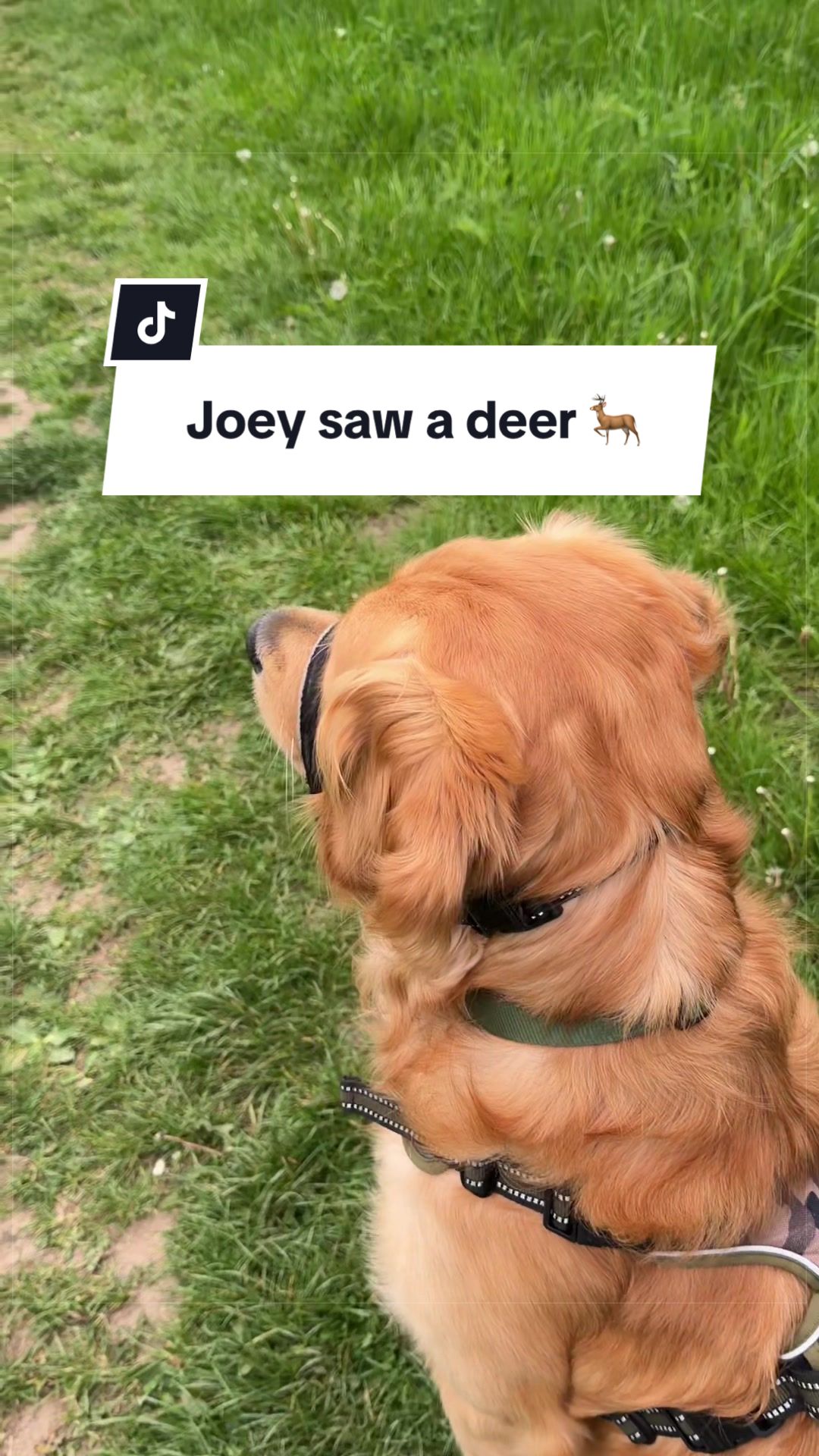 @Joey The Golden