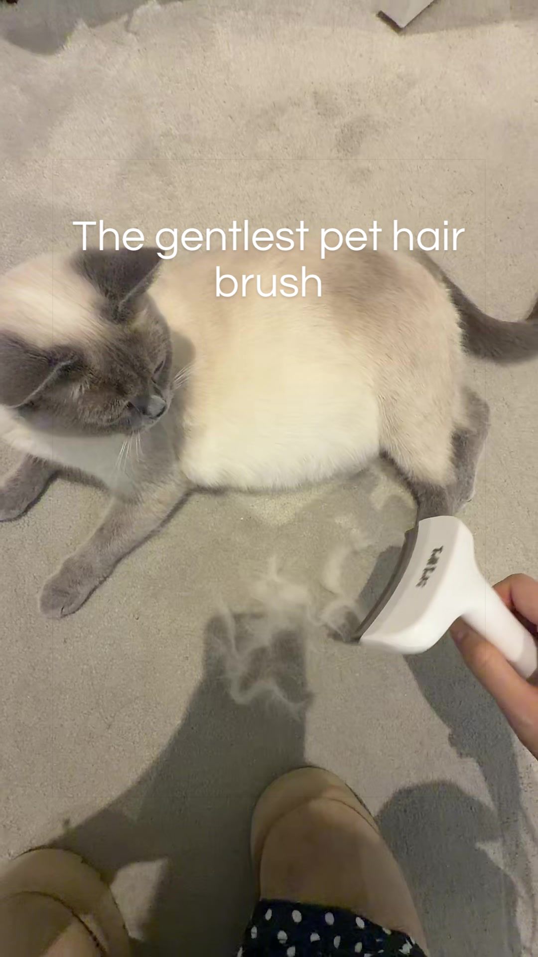 @⋆:🎀𝒢𝒾𝑔𝒾🎀:⋆