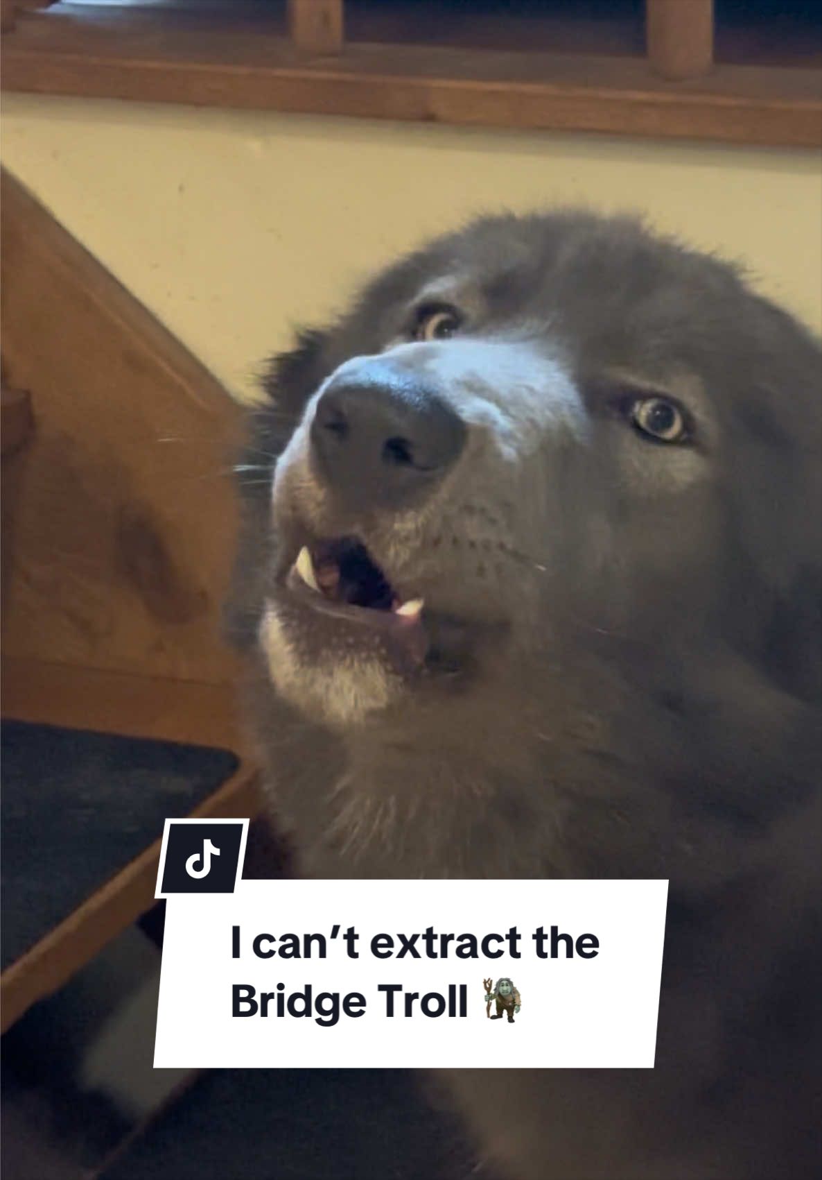 @My Blue Wolf
