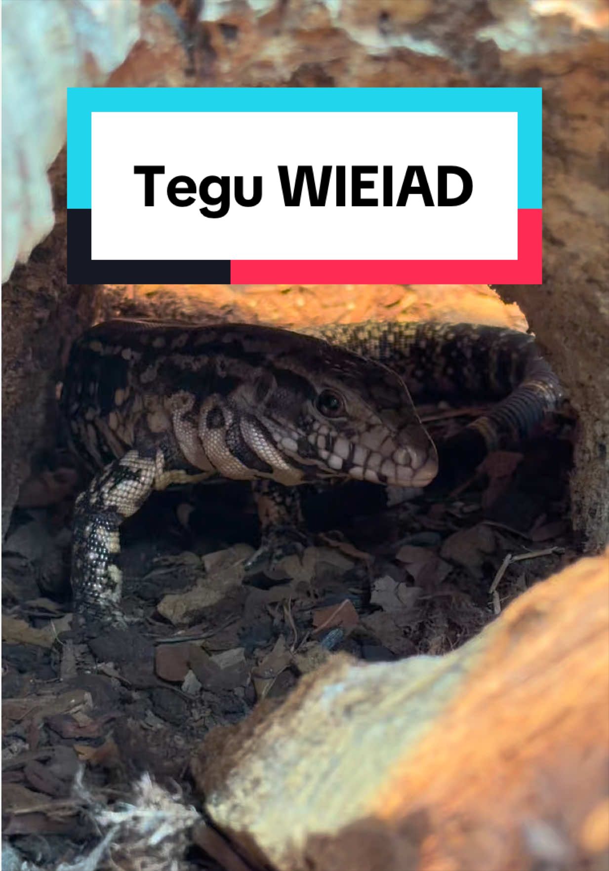 @Reptiles By Post