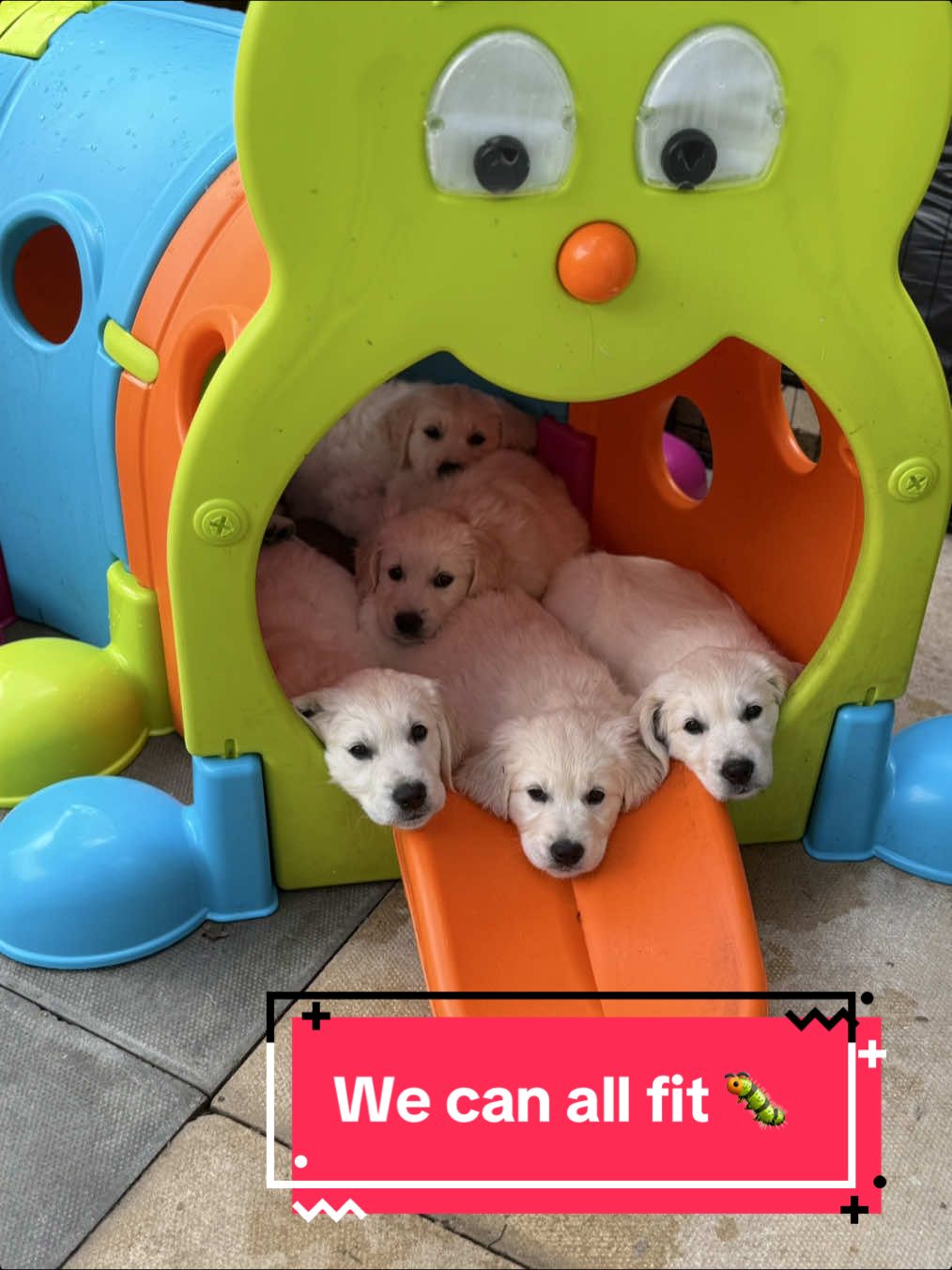 @Ateam Goldens