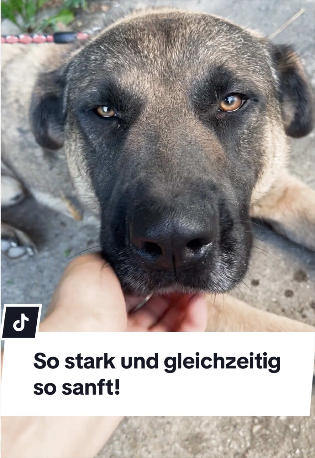 @Ein Herz für Streuner e.V.