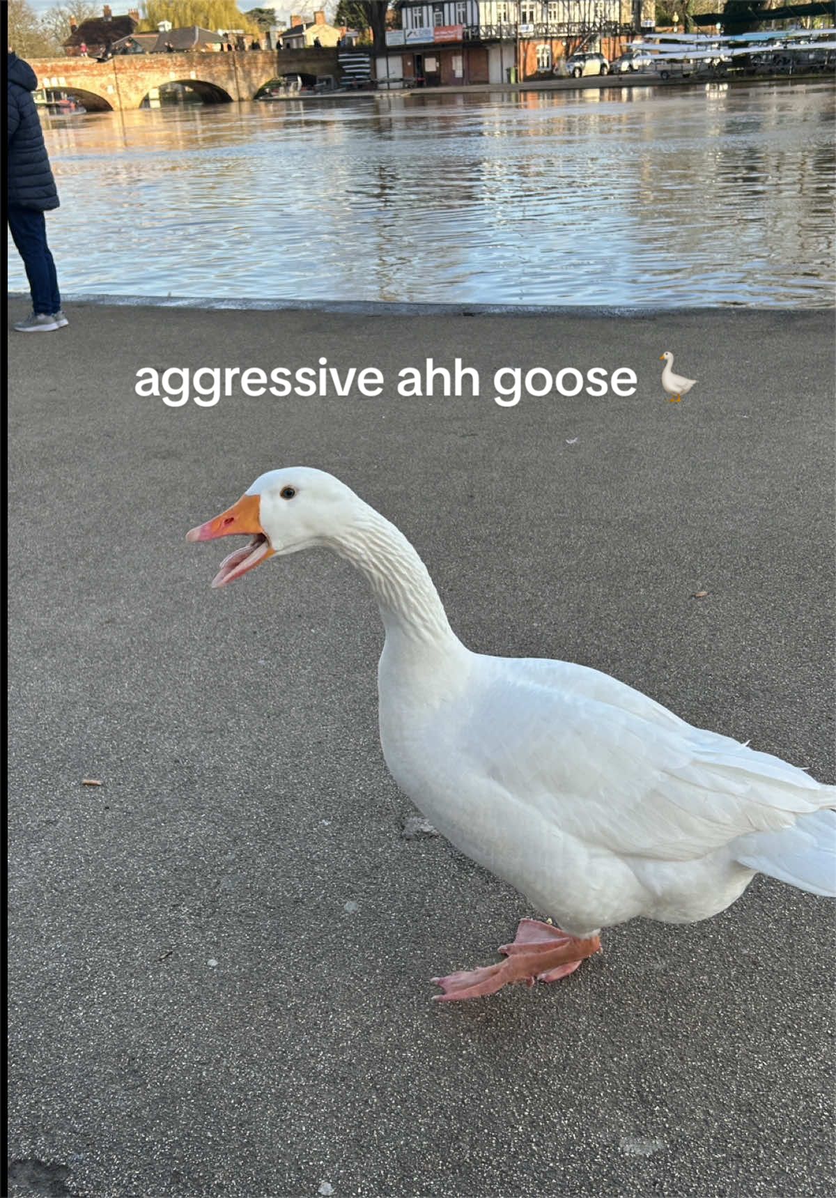 @mia