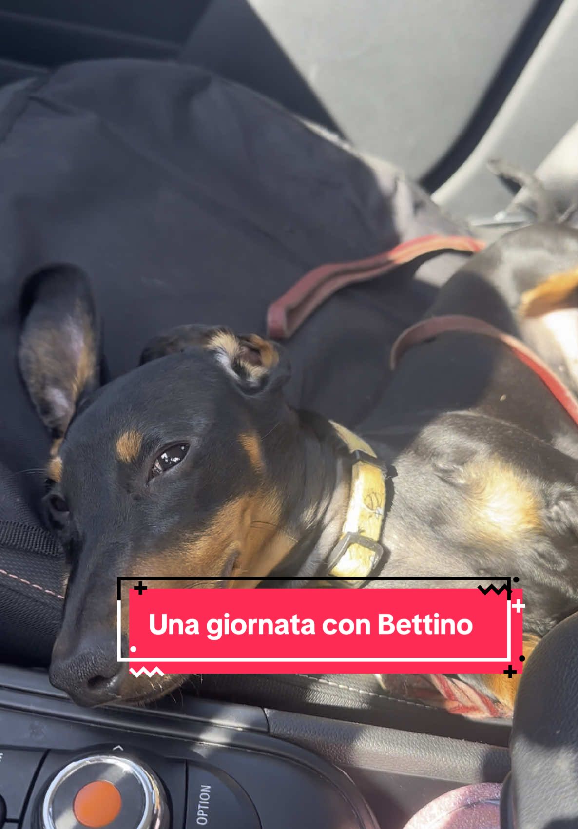 @Ippo_ettore_bettino BASSOTTI