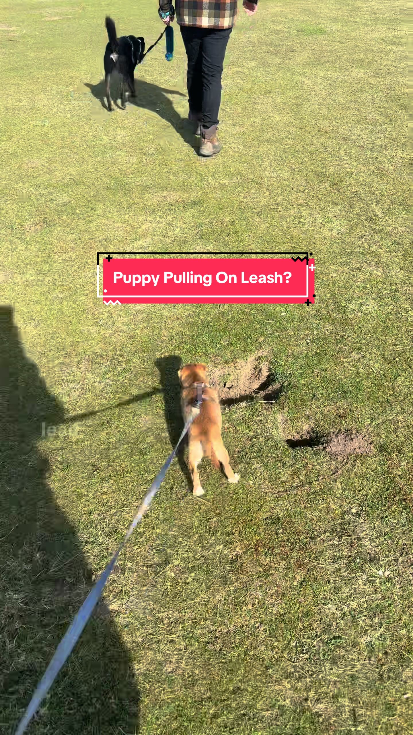@Amelia the Dog Trainer