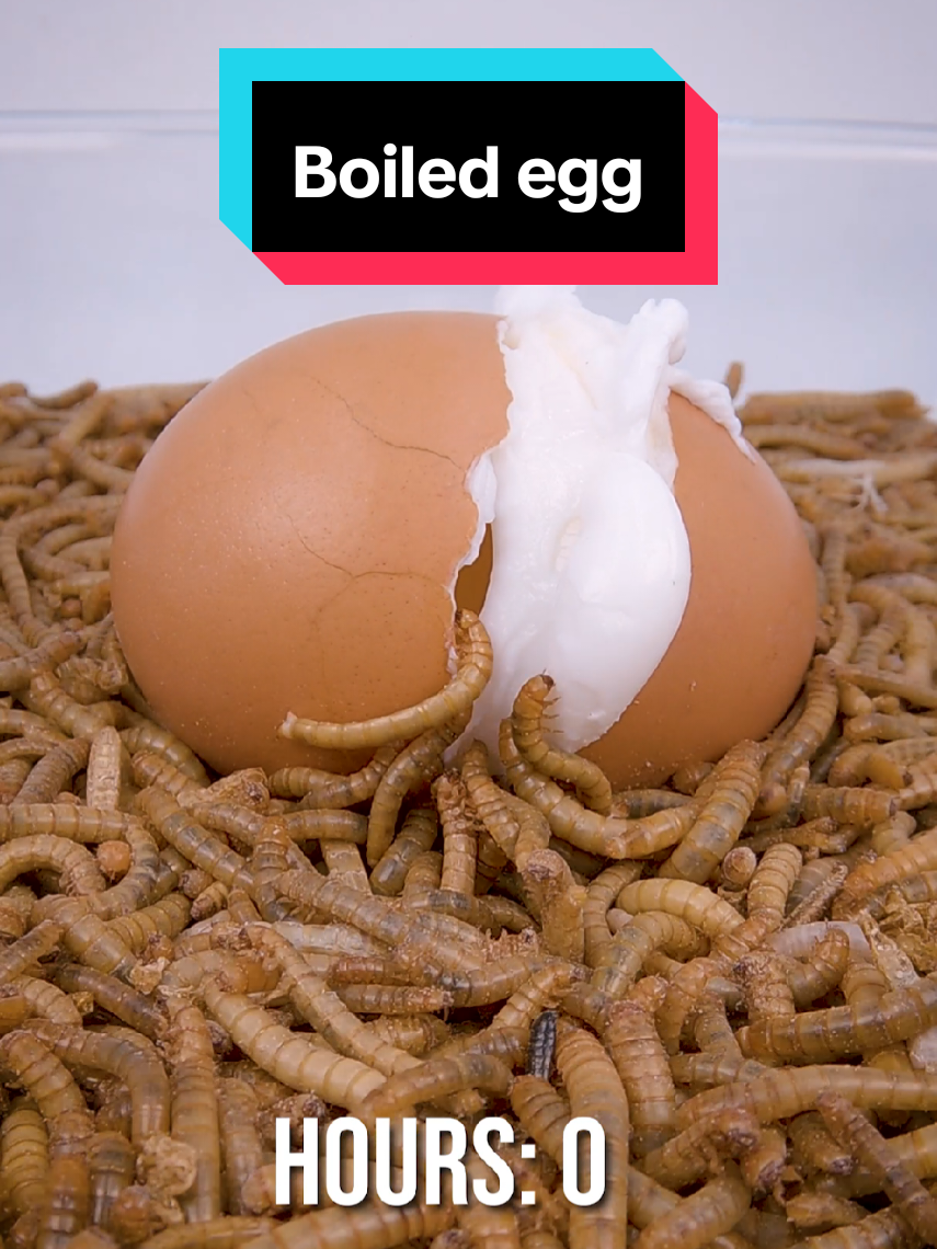 @wormlapse