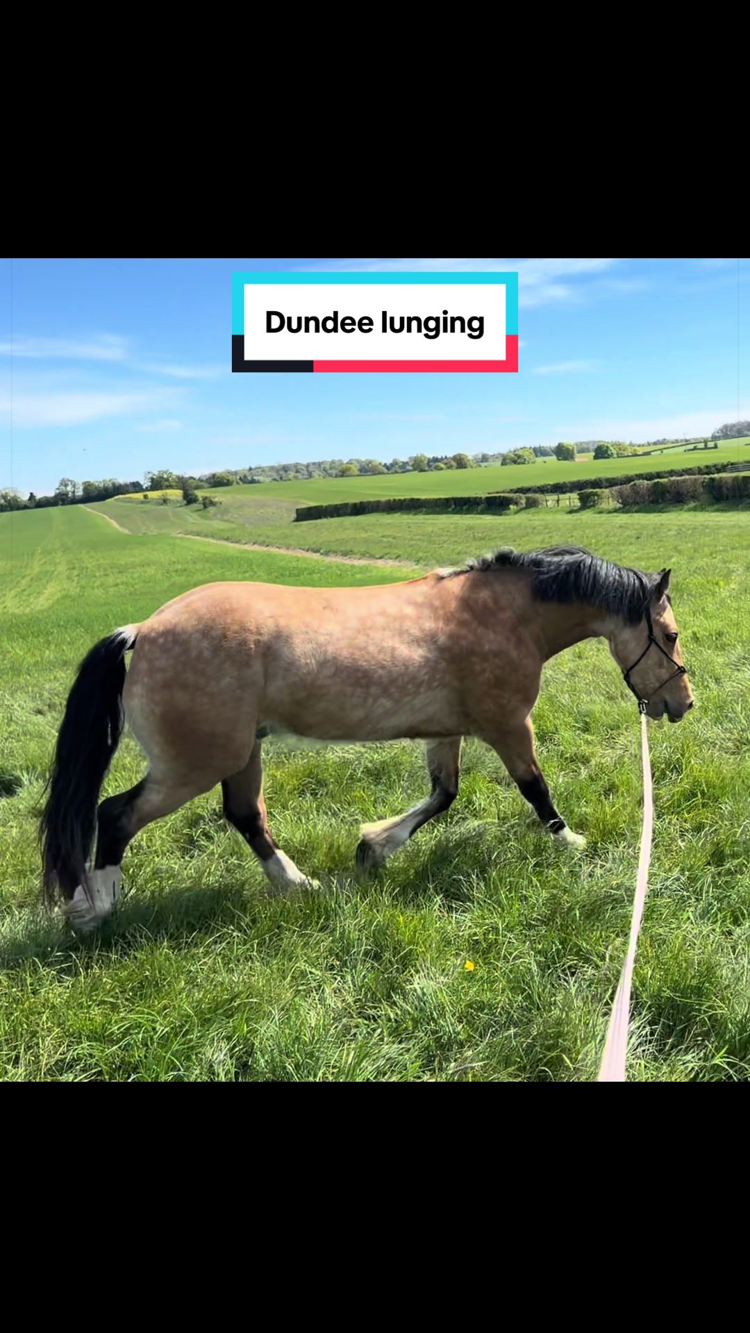 @Horses_with_Narni