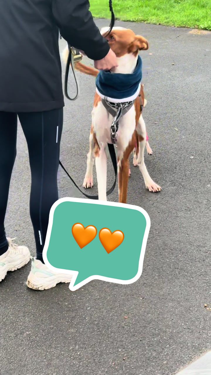 @poo.iggy.ontour