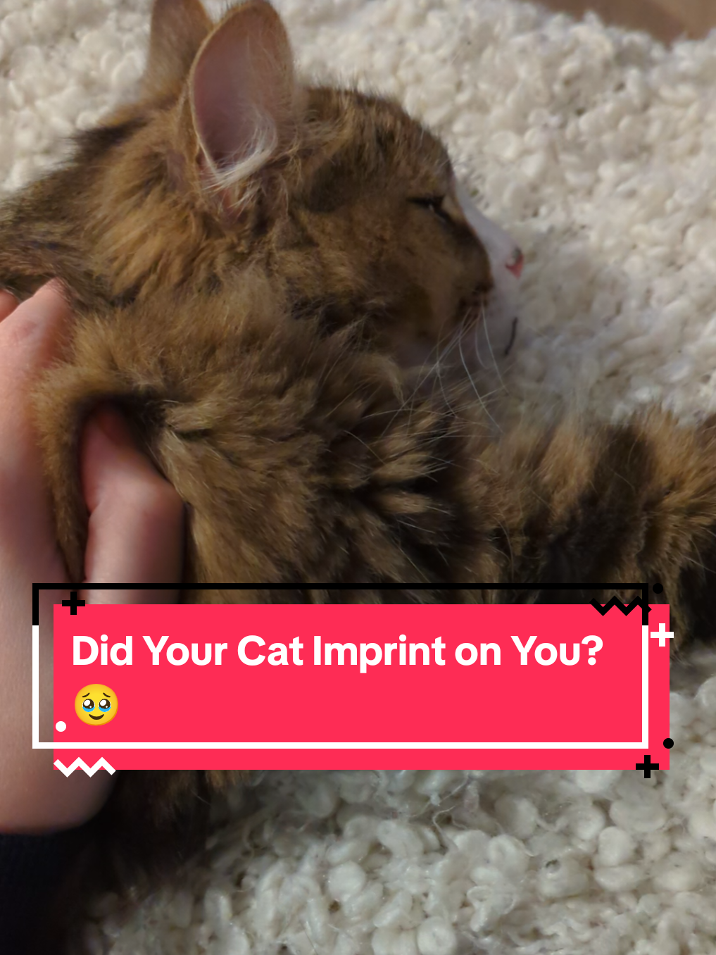 @The Cutest Cats Ever