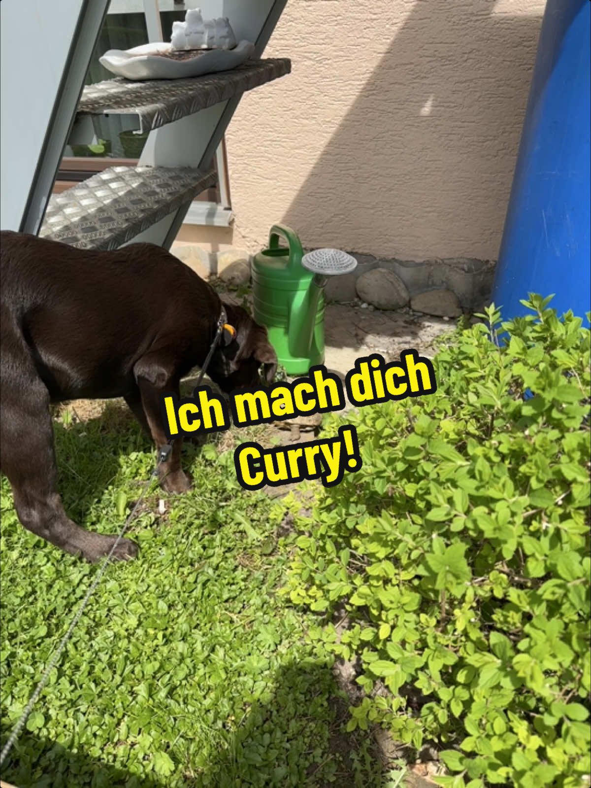 @Nala_thechocolab