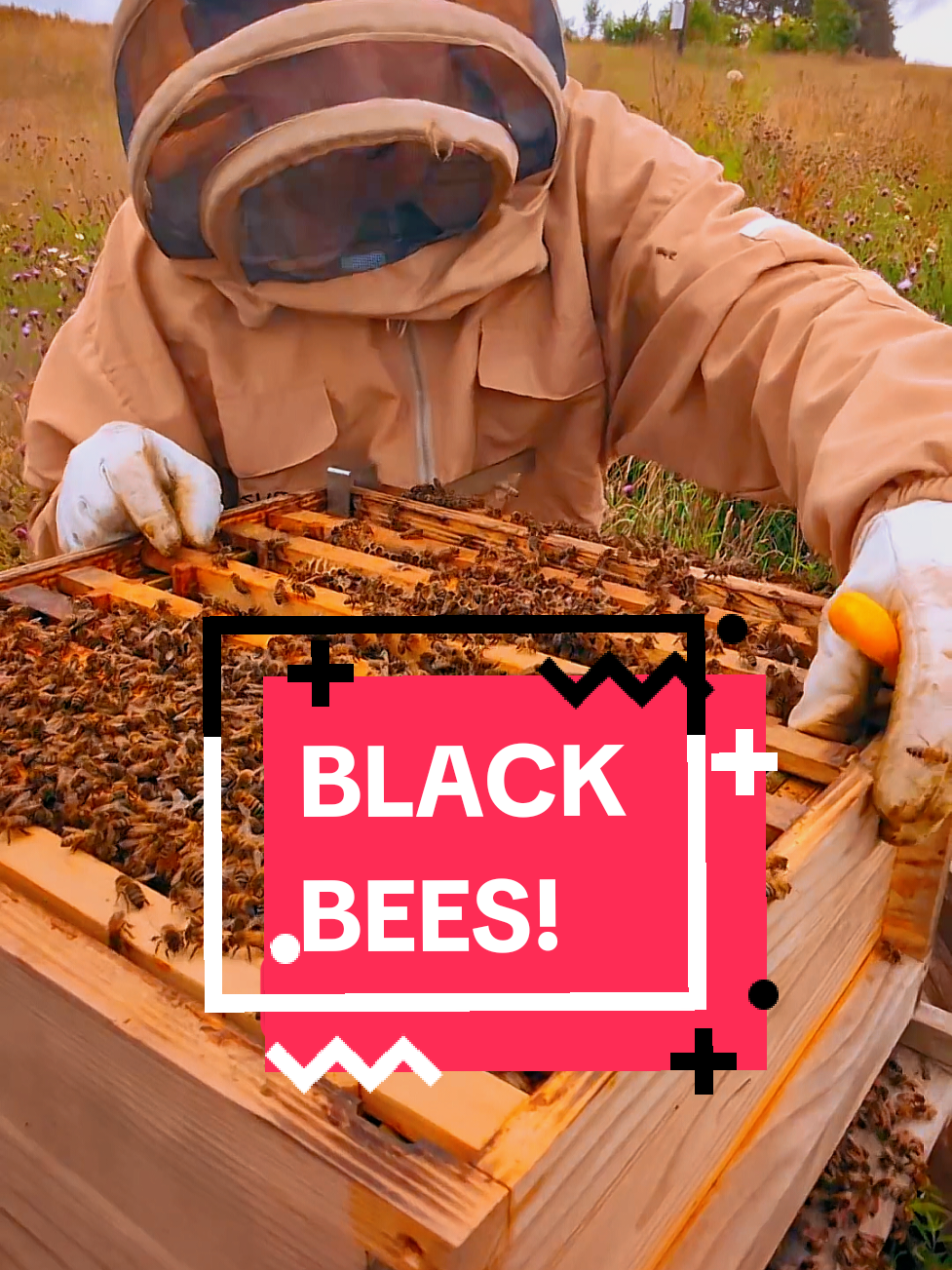 @Cherry Tree Hives