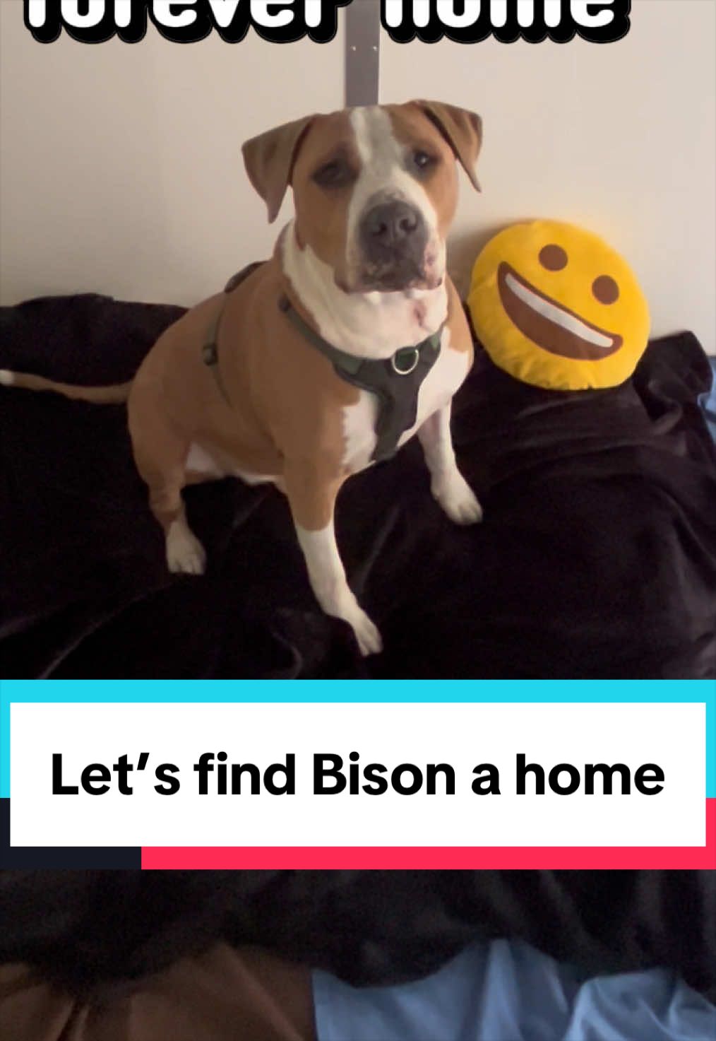 @RSPCA brighton