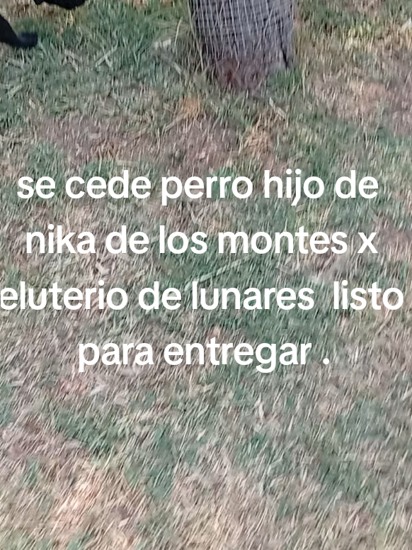 @cocodrilo