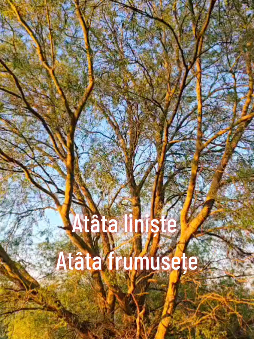 @Dolhescu Andre