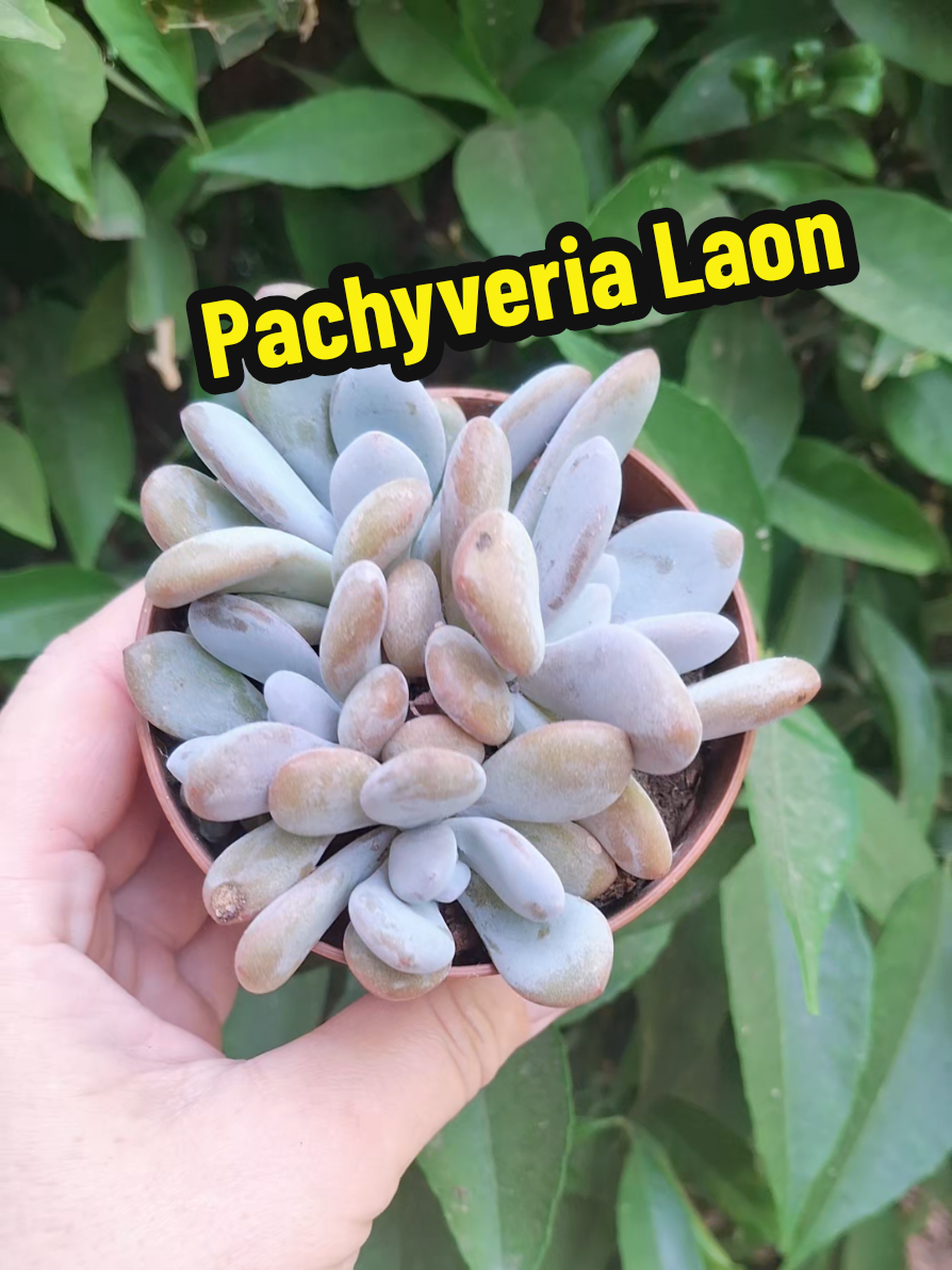 @Succulent_ninja