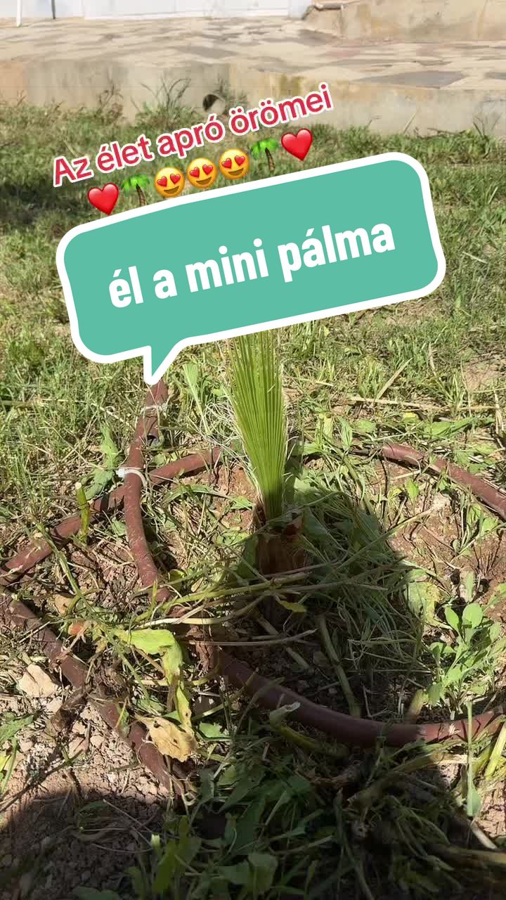 @H_ALICANTE