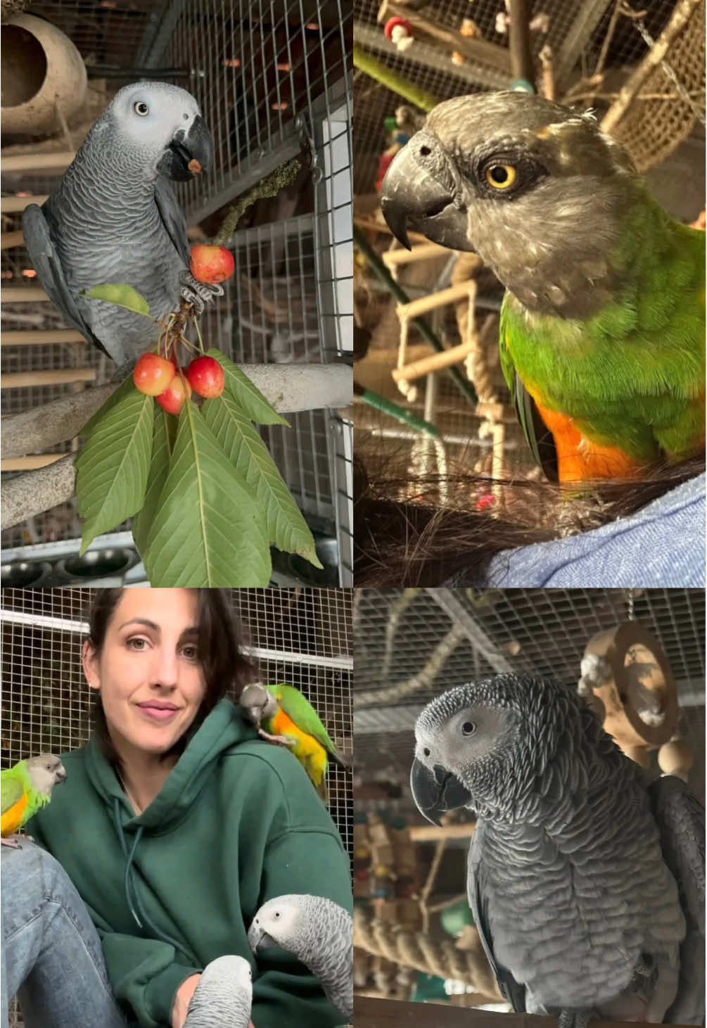 @(C&eacute;lia)BeHappyWithParrots🦜
