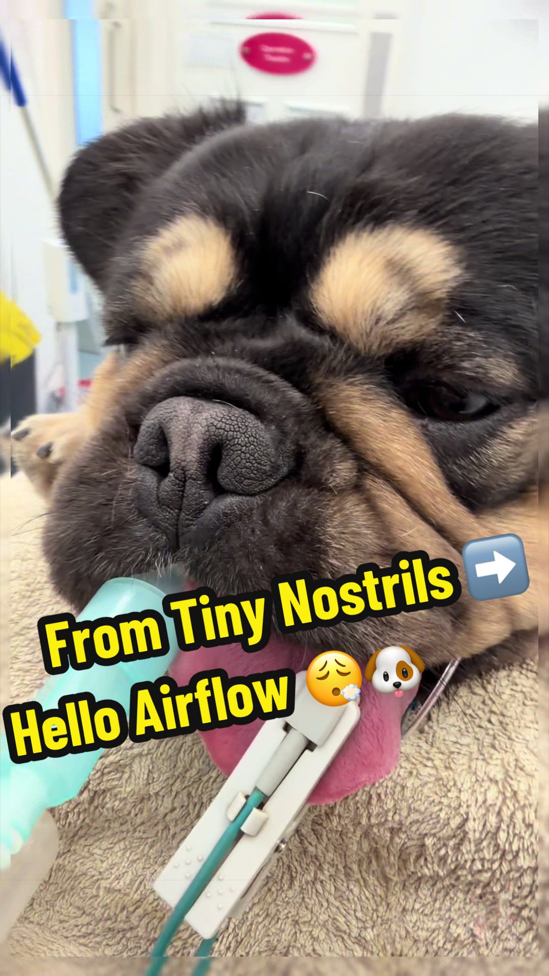 @Tomasthevet