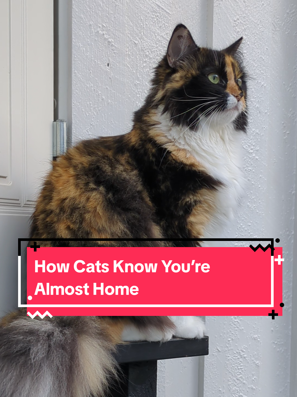 @The Cutest Cats Ever