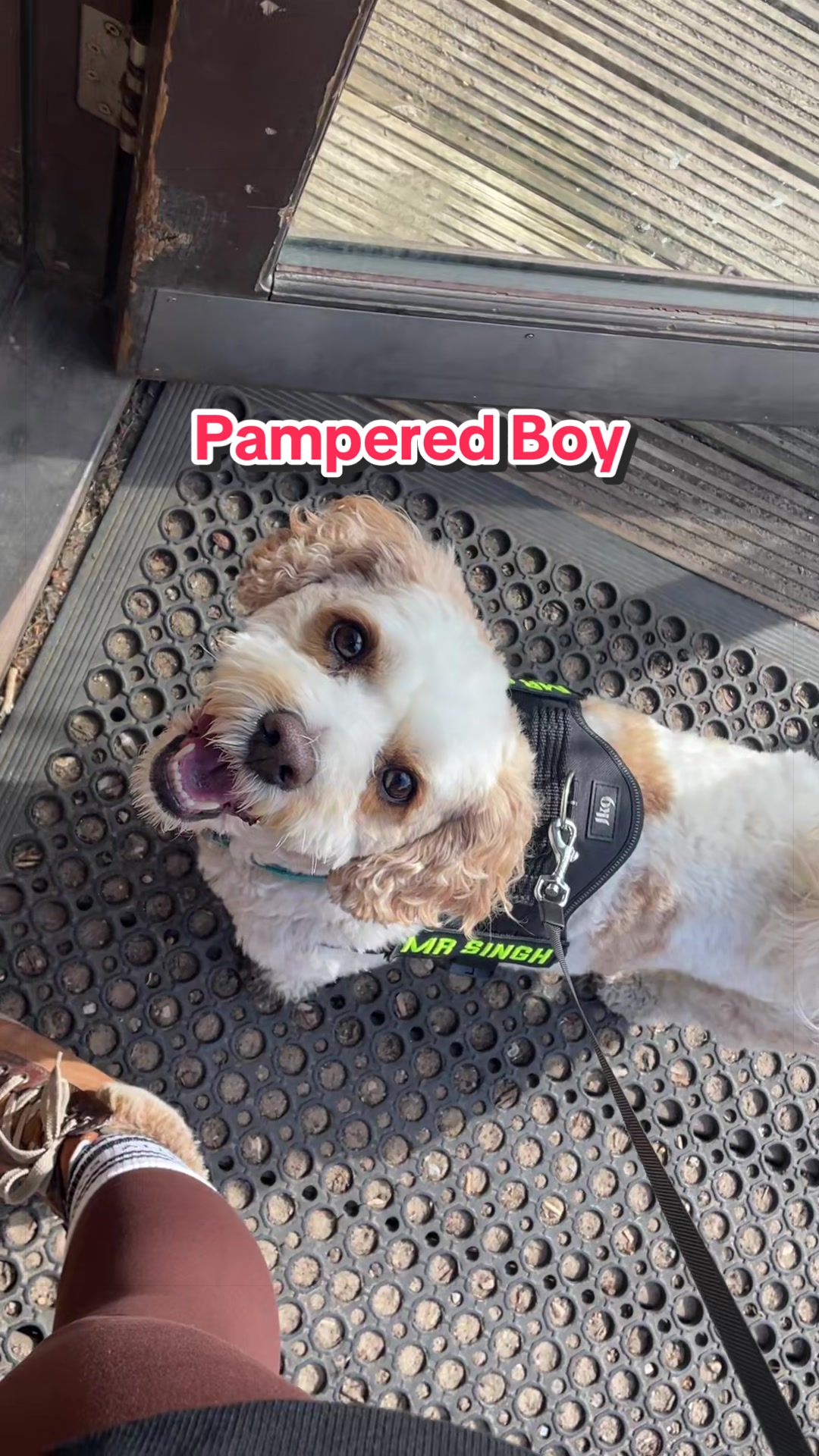 @My Cavachon