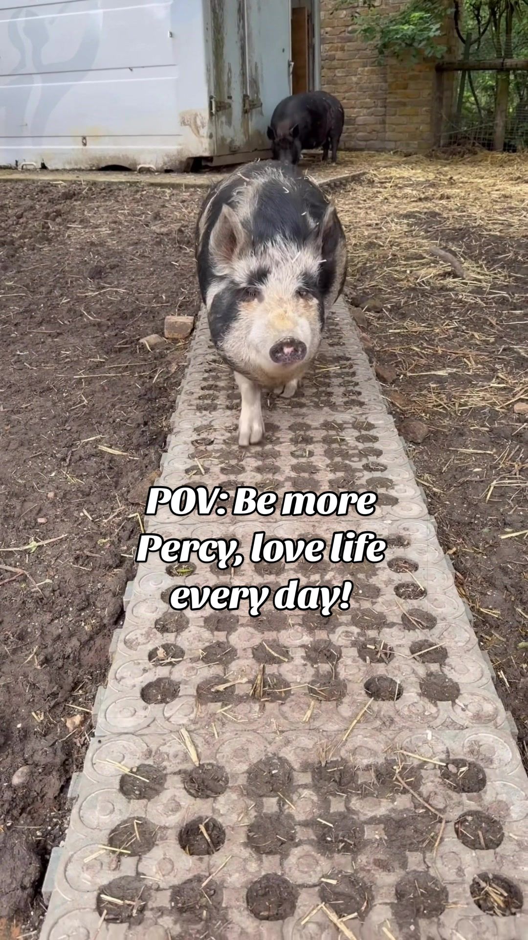 @AhimsaAnimalSanctuaryUK