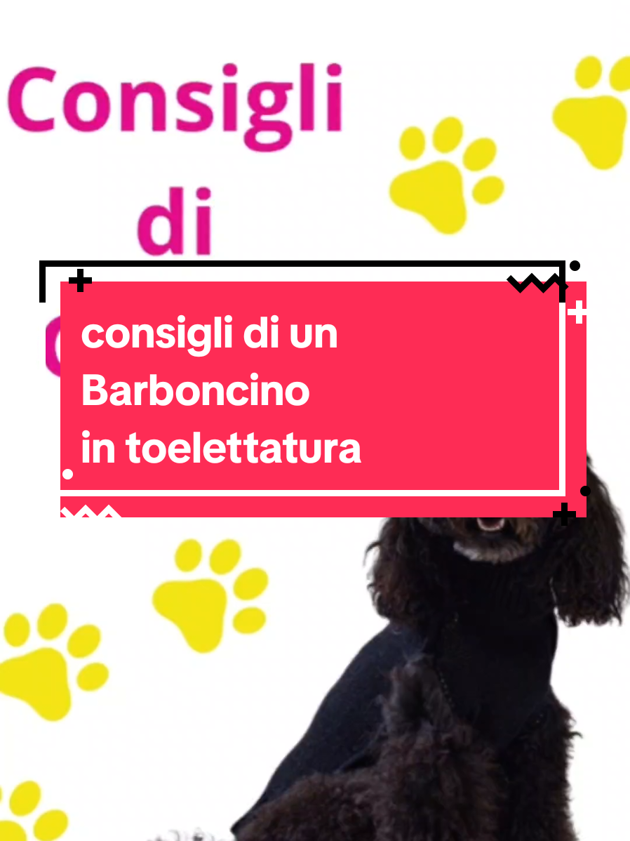 @ABC toelettatura Verona