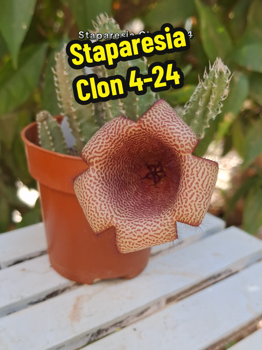 @Succulent_ninja