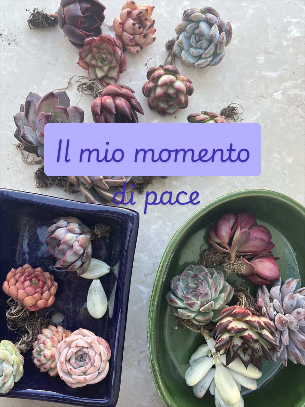 @piccole.spine.felici