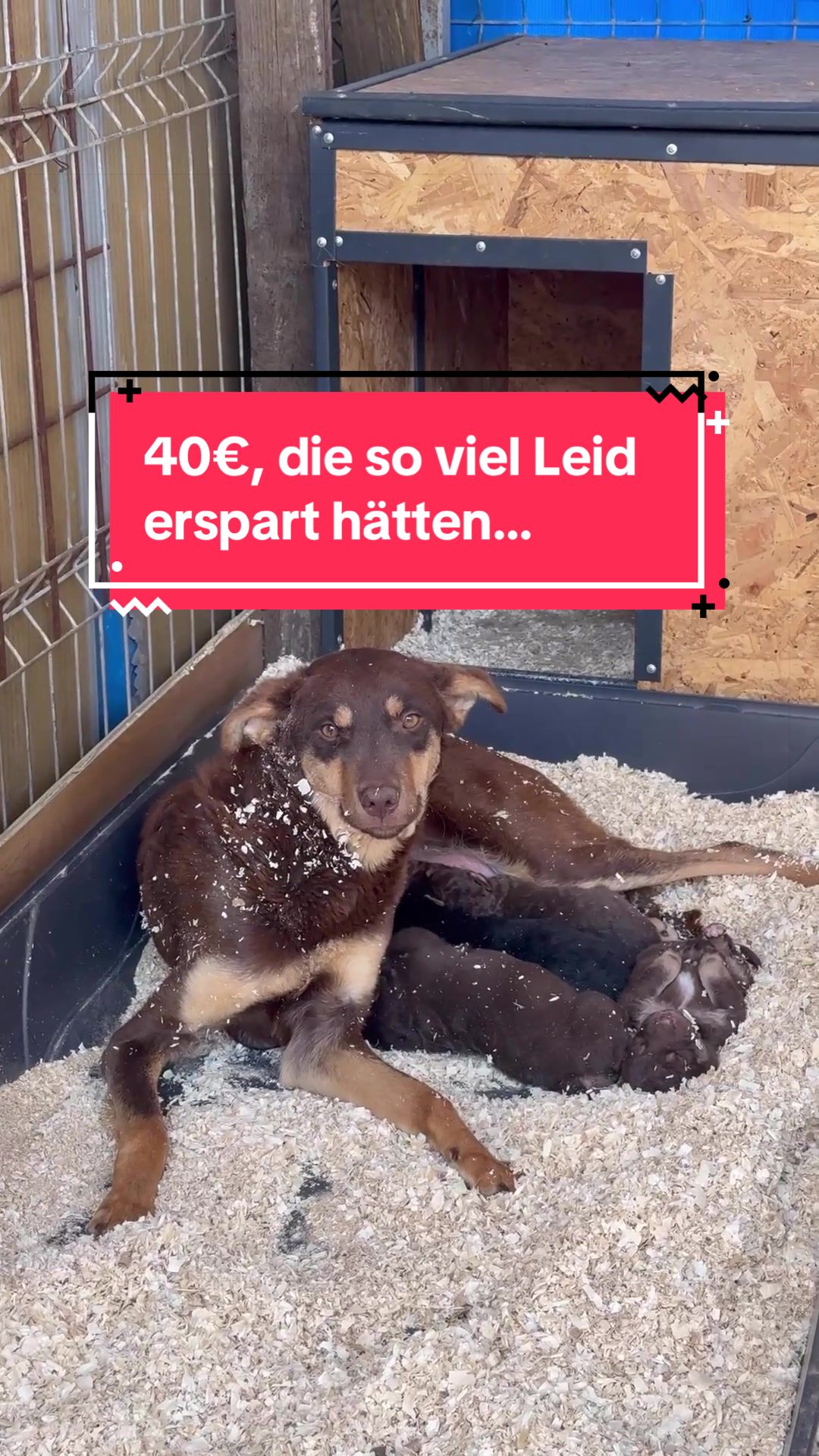 @Ein Herz für Streuner e.V.