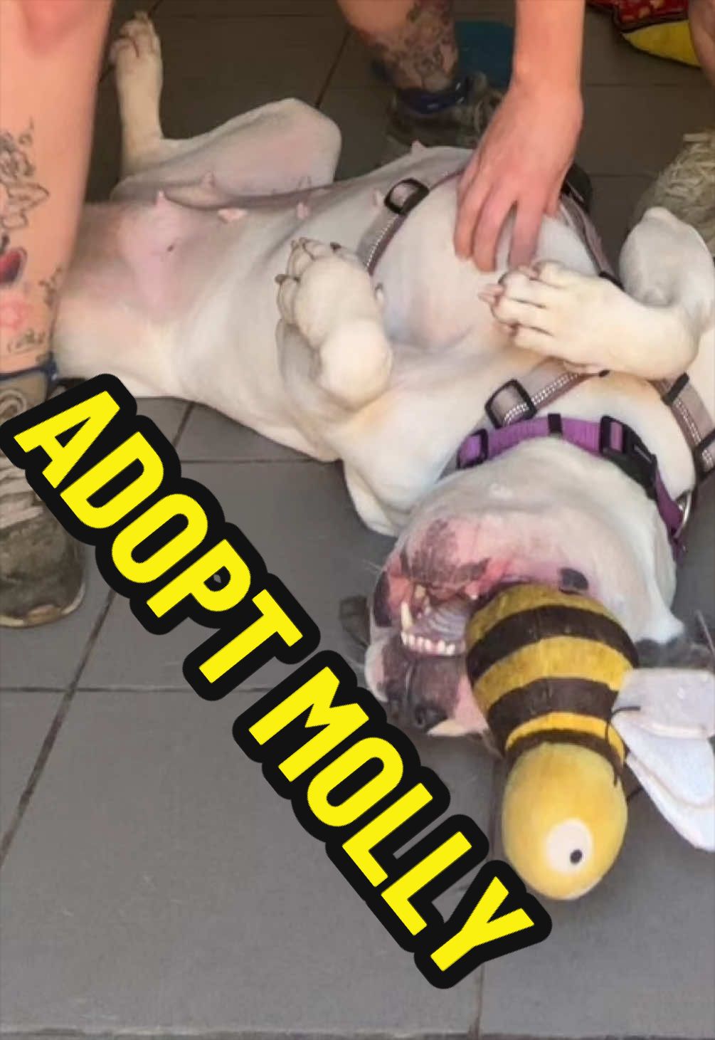 @RSPCA brighton