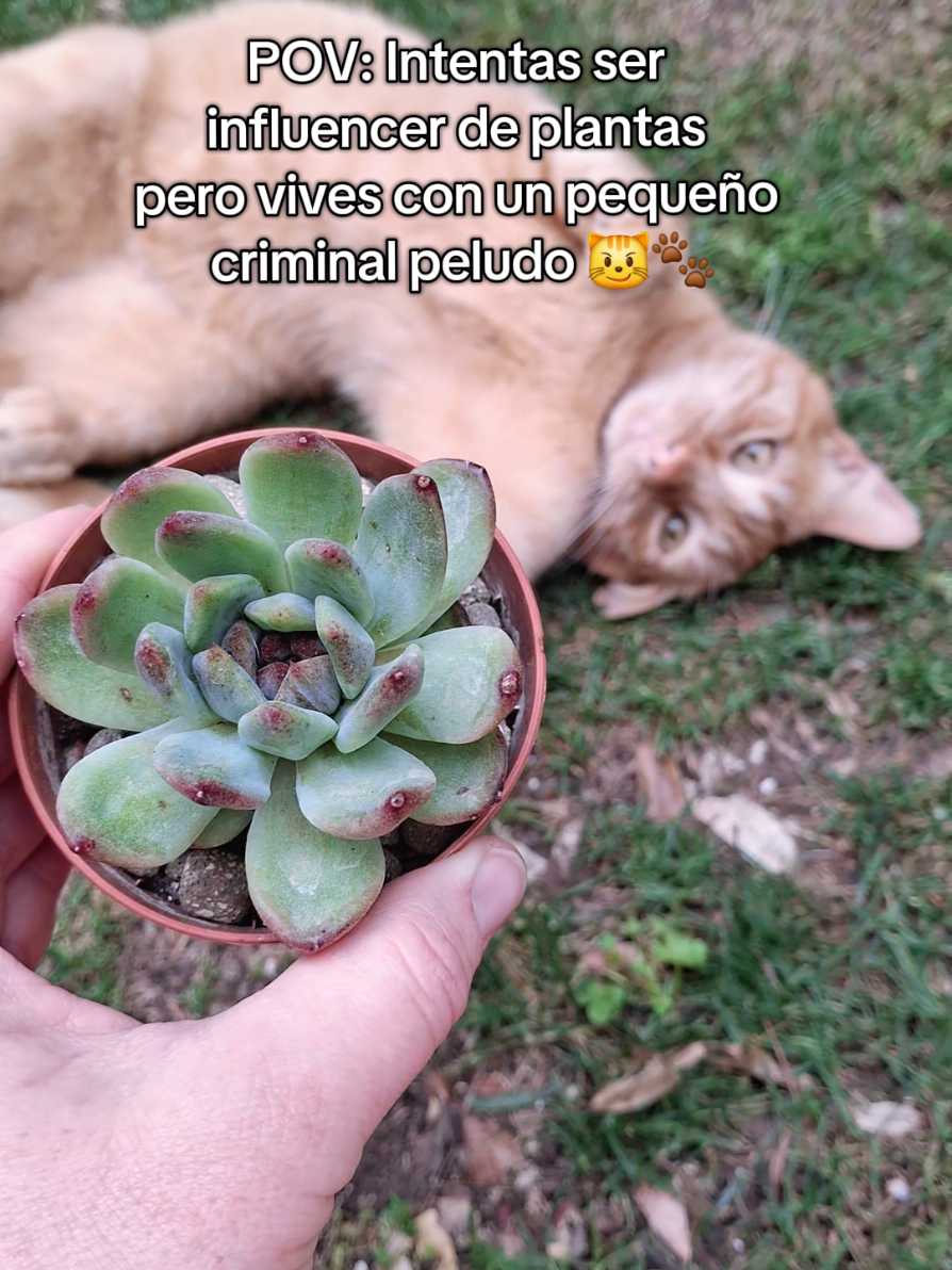 @Succulent_ninja