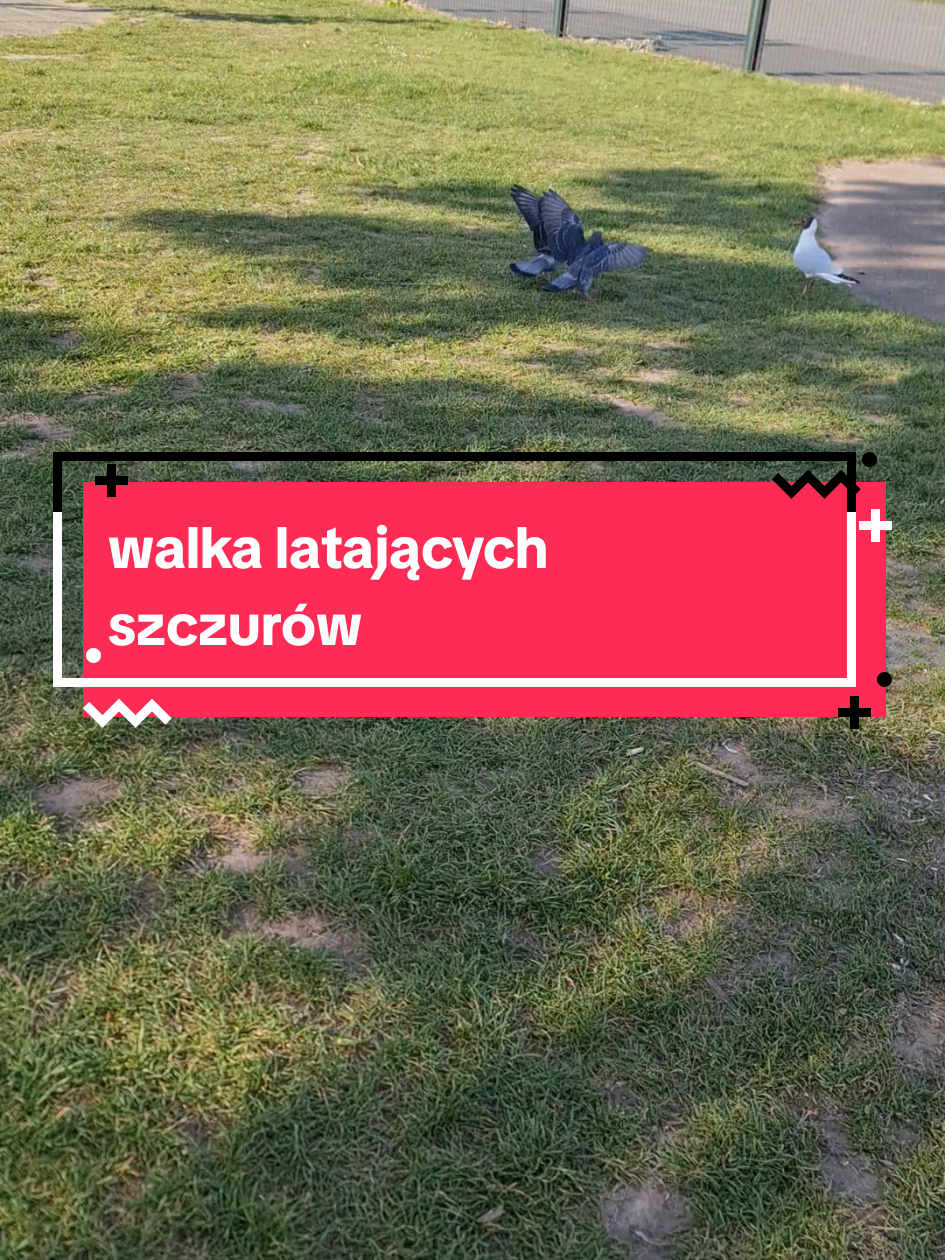 @matka_polka