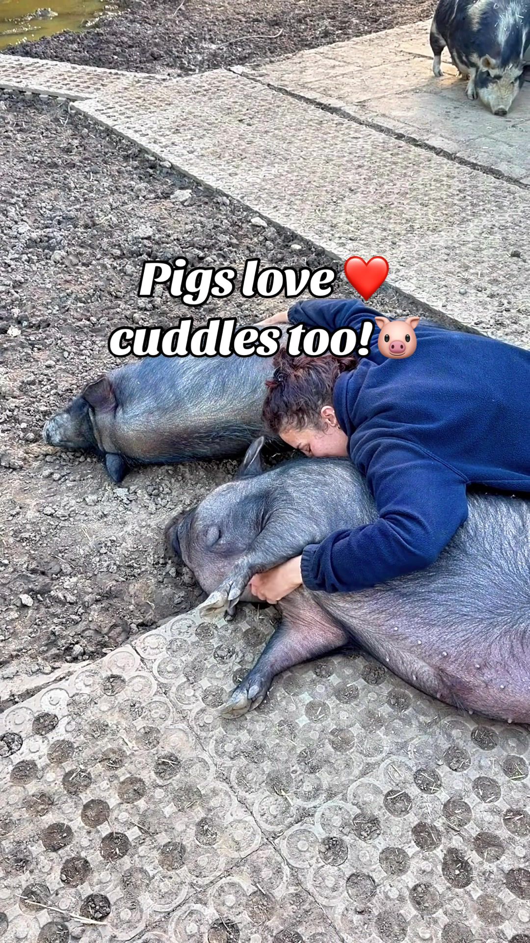 @AhimsaAnimalSanctuaryUK