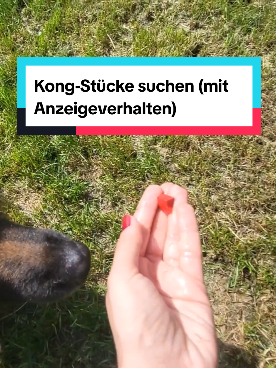@Hundeschule Mit vier Pfoten