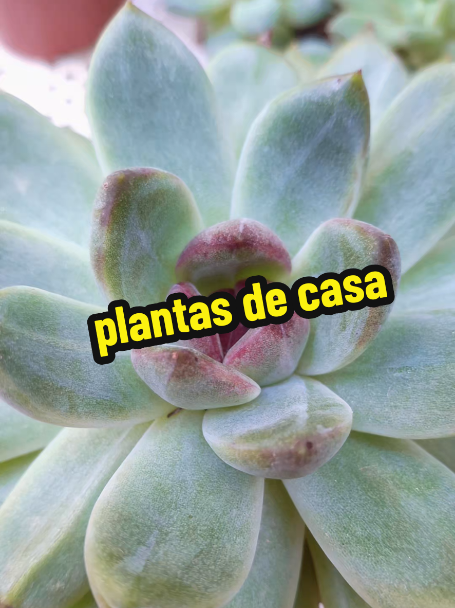 @Succulent_ninja