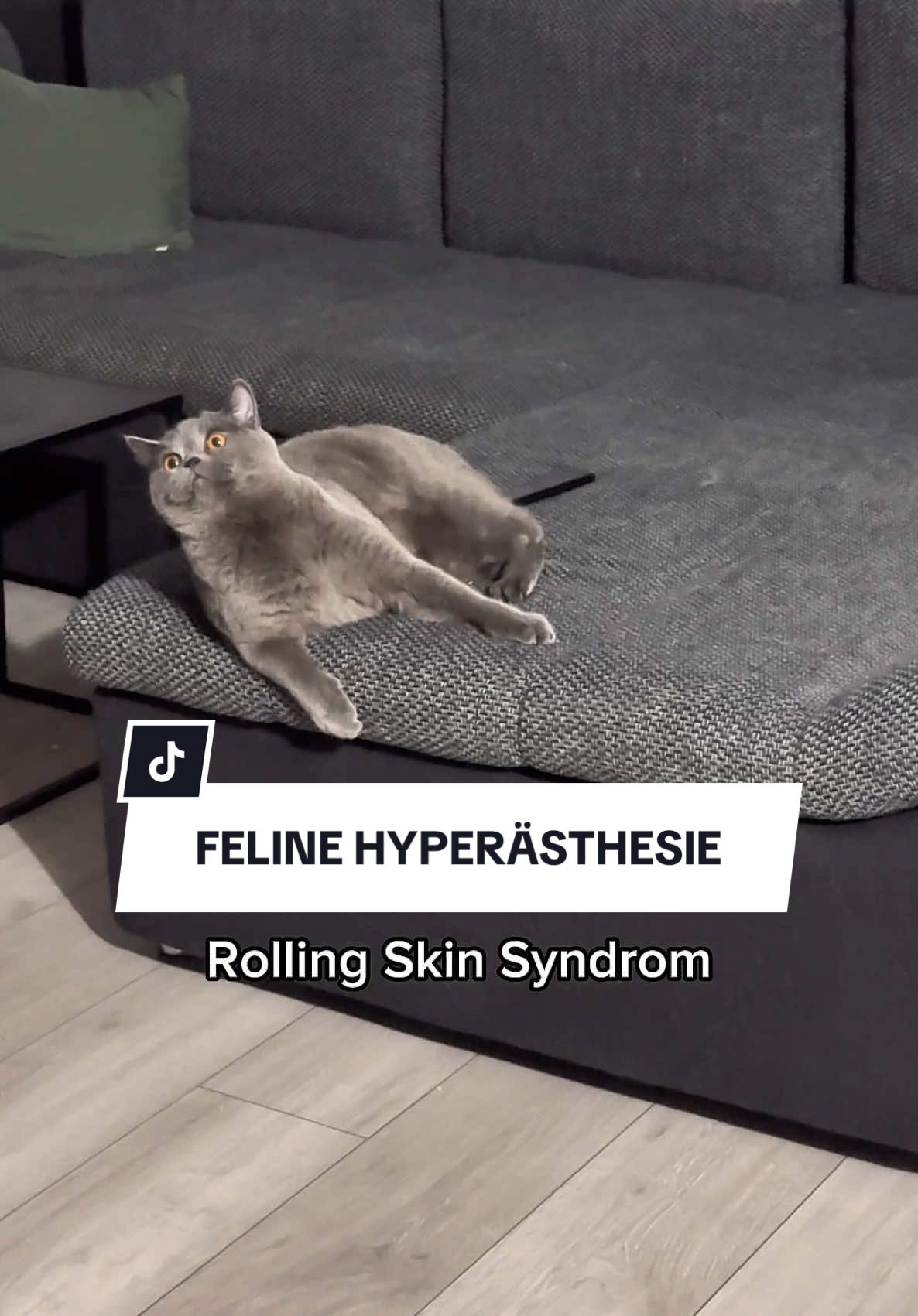 @endloskater