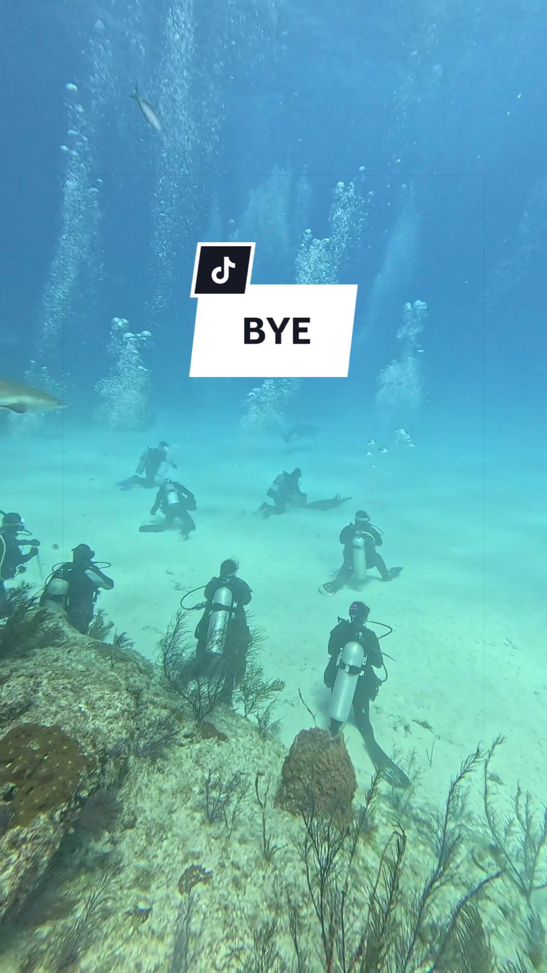 @SCUBA&ensp;DAN&ensp;🦈