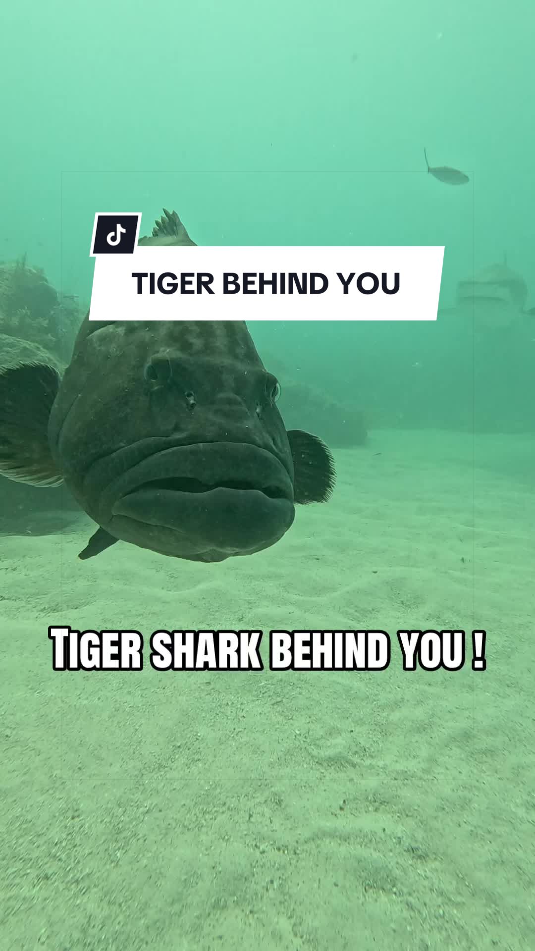 @SCUBA&ensp;DAN&ensp;🦈