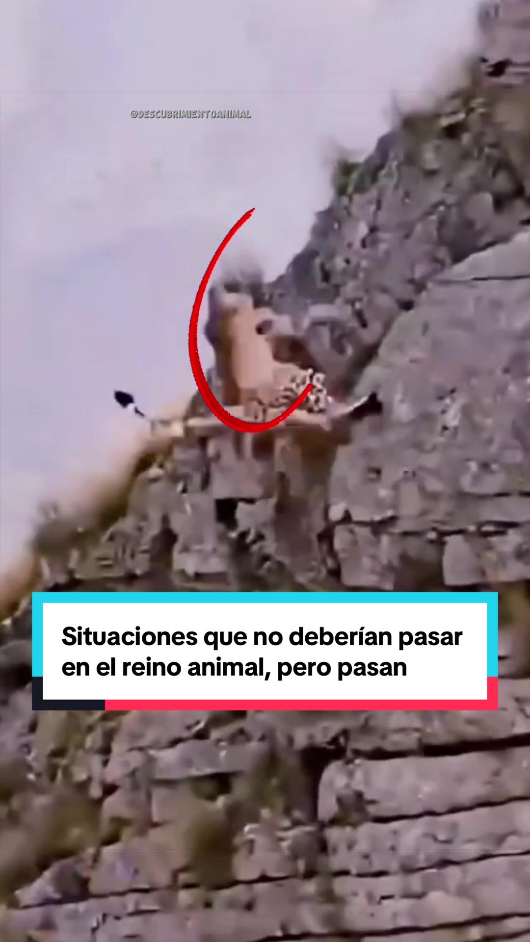@Descubrimientoanimal