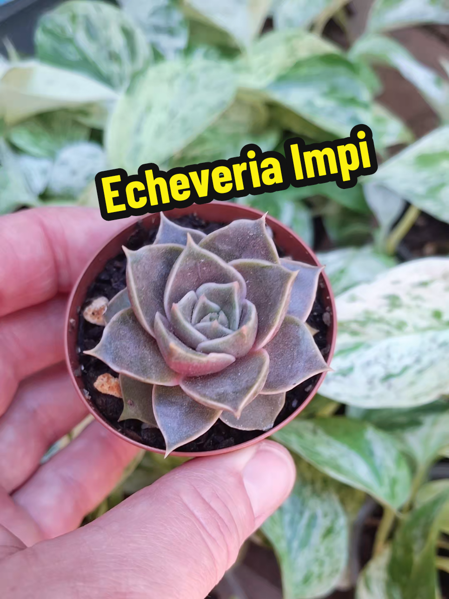 @Succulent_ninja