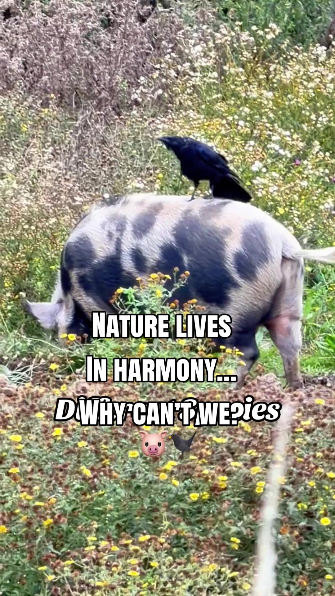 @AhimsaAnimalSanctuaryUK