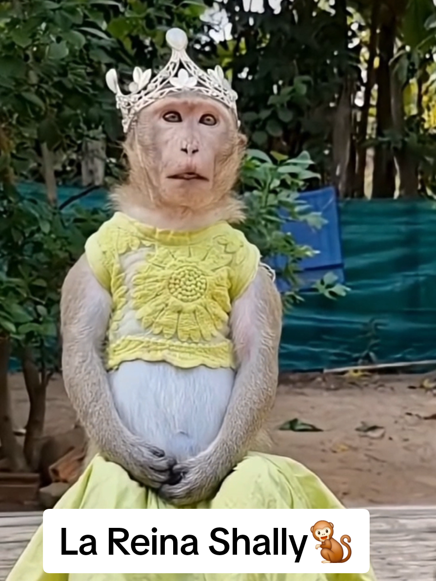 @monkeyYAYA