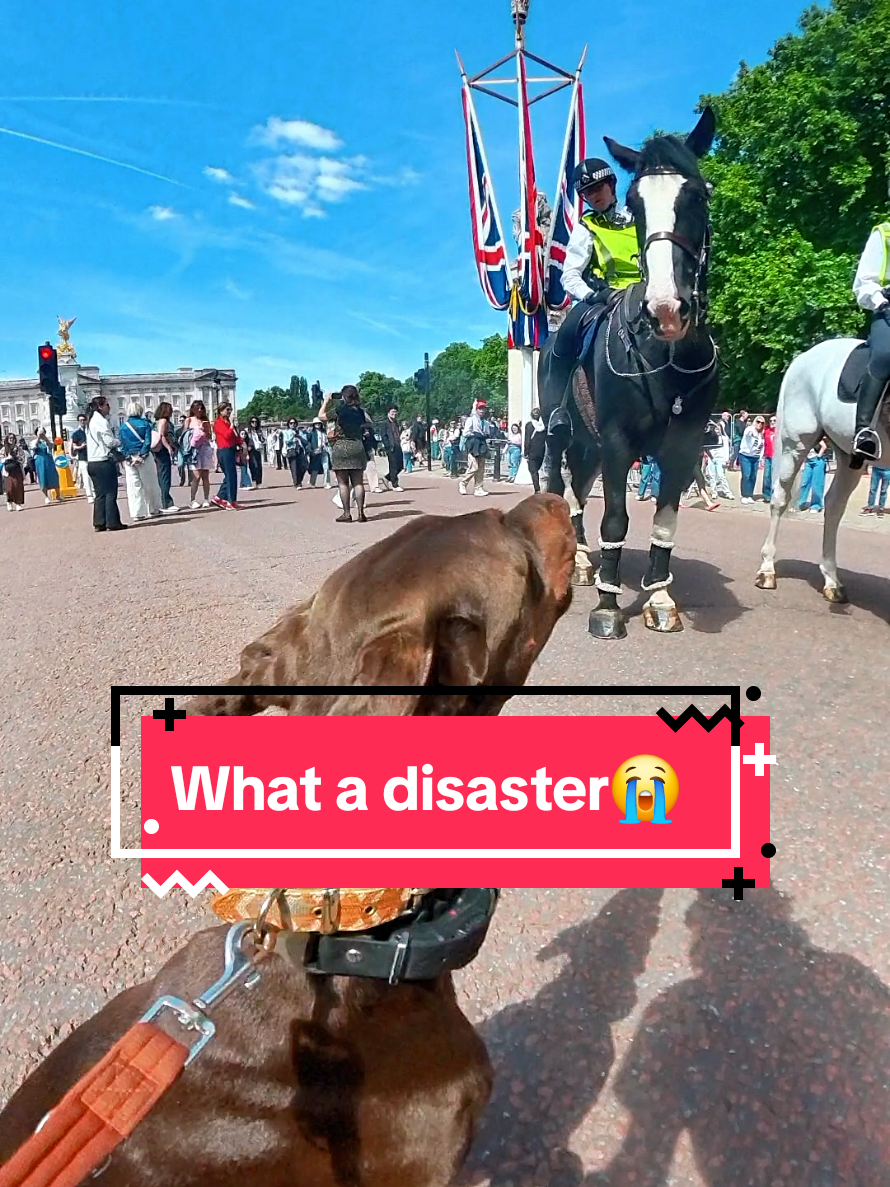 @Juno | The London Doberman