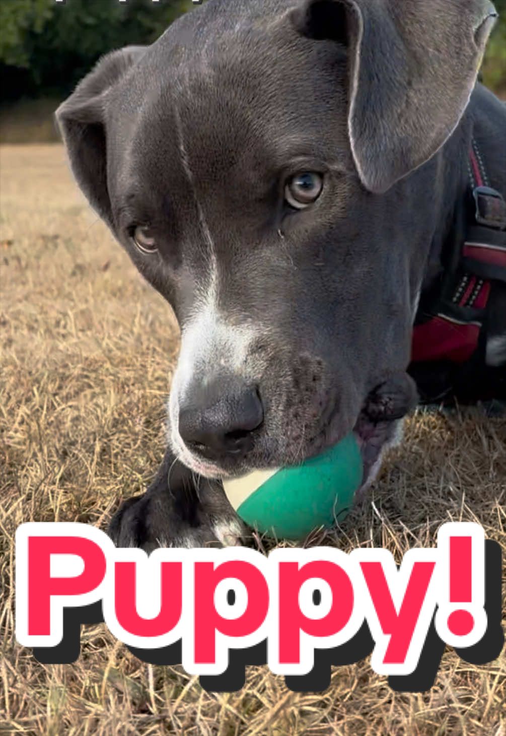 @RSPCA brighton