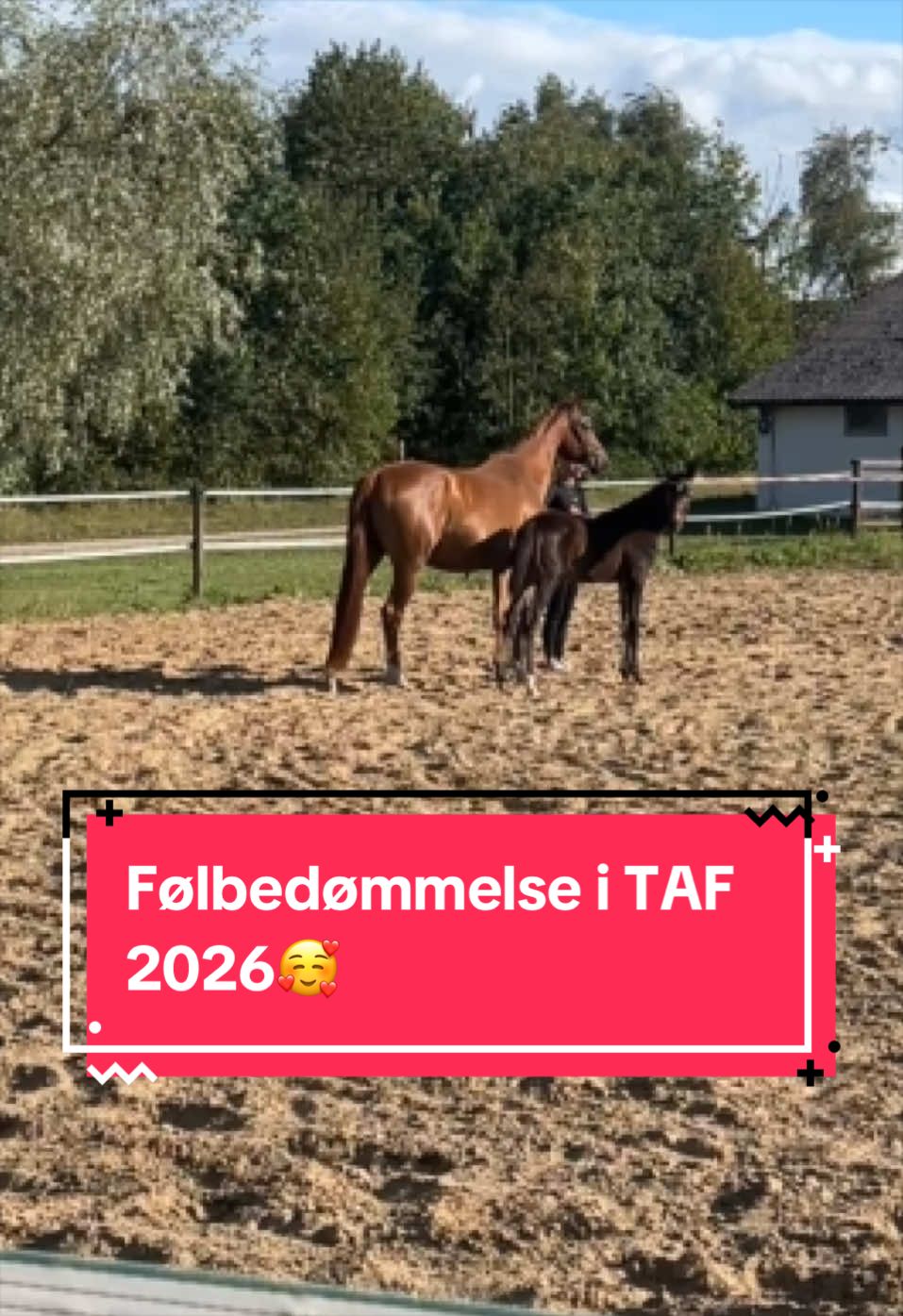 @rask_horses