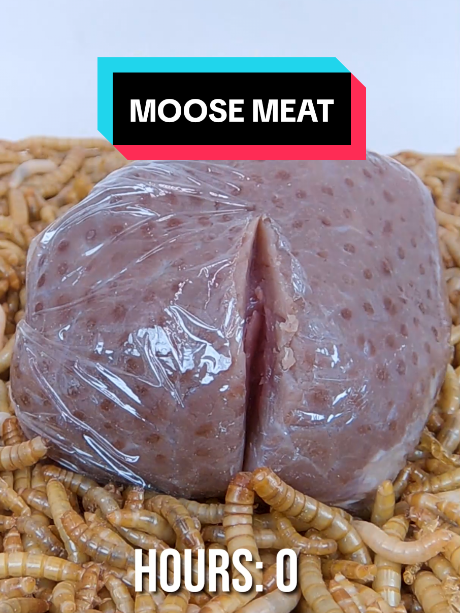 @wormlapse