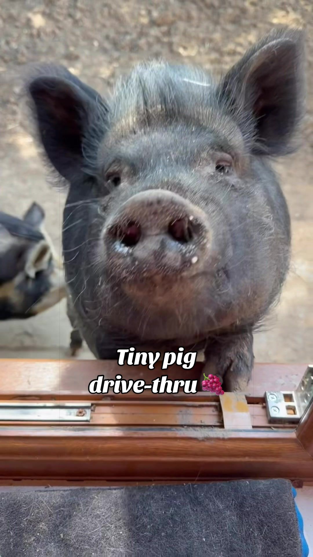 @AhimsaAnimalSanctuaryUK