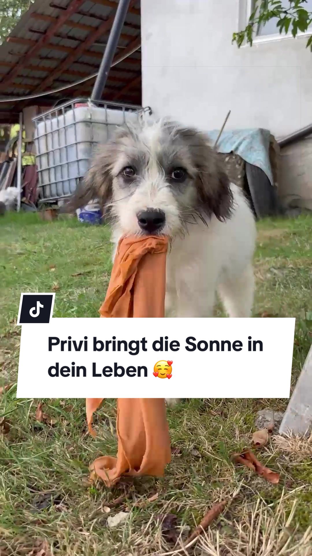 @Ein Herz für Streuner e.V.