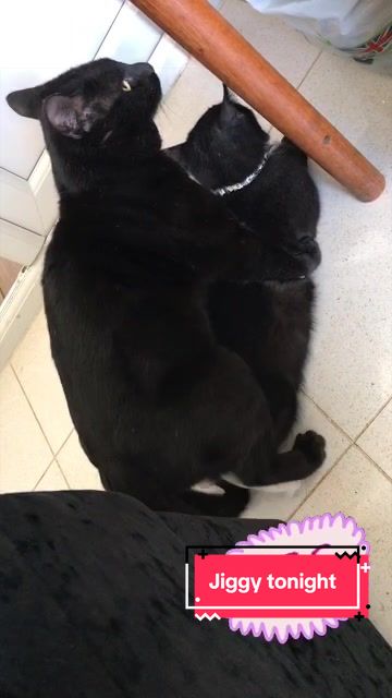 @Miracle Kittens